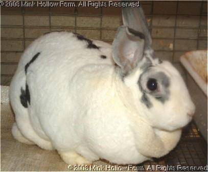 kelos-04-01-01.jpg kelos-04-01-01.jpg