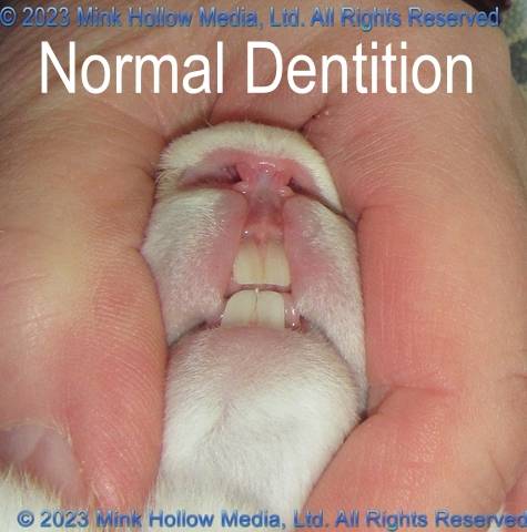 2023-03-11-13-03-26_wm.jpg 2023-03-11-13-03-26_wm.jpg