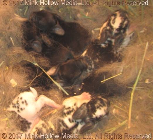2017-04-15_17-47-01_wm.jpg 2017-04-15_17-47-01_wm.jpg