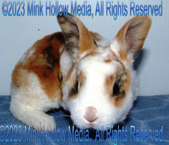 2008-08-24_12-15-18_001_wm.jpg 2008-08-24_12-15-18_001_wm.jpg