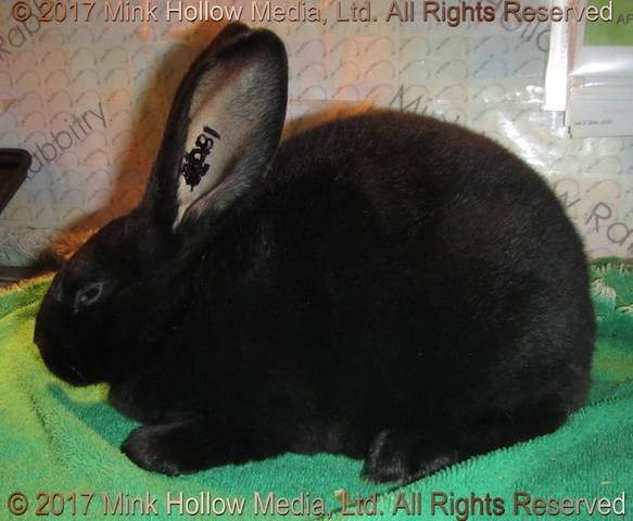 adb1-2017-06-01_17-06-22.jpg adb1-2017-06-01_17-06-22.jpg