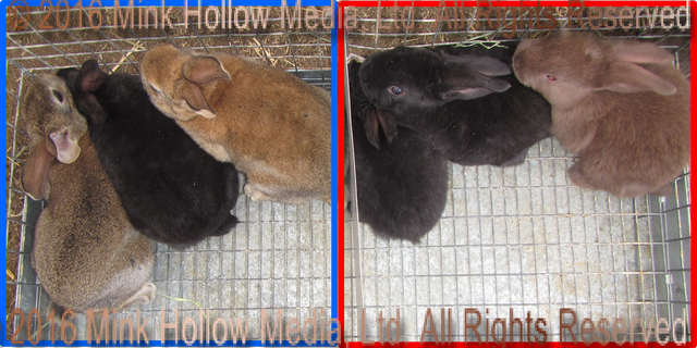 ydf_wm.png ydf_wm.png