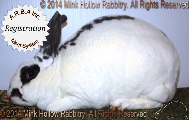 p-flitter-2008-12-07-011.jpg p-flitter-2008-12-07-011.jpg