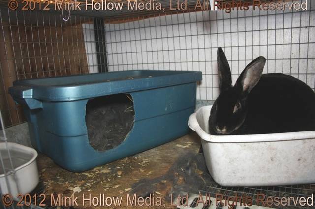 Tote Bin Nestbox: Note that the doe has "enlarged" the opening. It is cut near
the top to provide a baby-saver lip at the bottom. This helps the reduce the
risk of babies getting pulled out of the box if they don't let go of the nipple... Tote Bin Nestbox: Note that the doe has "enlarged" the opening. It is cut near
the top to provide a baby-saver lip at the bottom. This helps the reduce the
risk of babies getting pulled out of the box if they don't let go of the nipple...