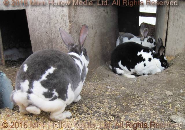 Pumpkin, Pebbles, Pikachu, & Psgetti, 2011 Pumpkin, Pebbles, Pikachu, & Psgetti, 2011