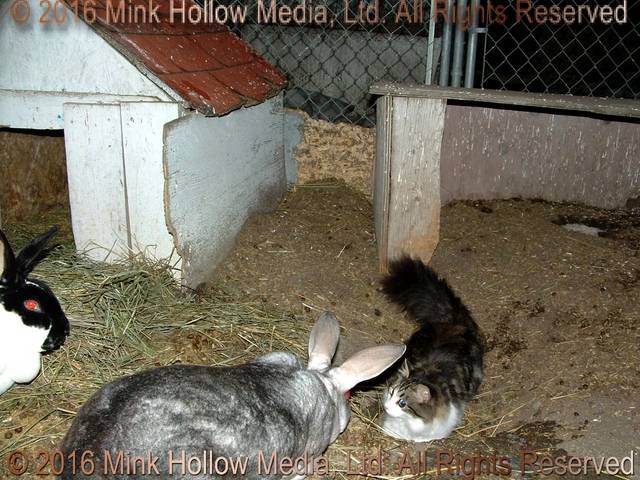 Morticia (cat) visiting with Louise & Kiana. 2004 Morticia (cat) visiting with Louise & Kiana. 2004