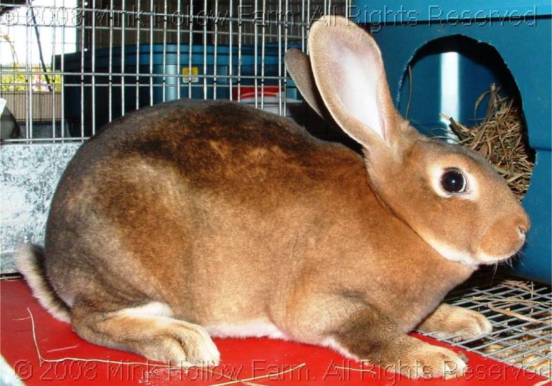 pooh-bun-2008-06-25-016.jpg pooh-bun-2008-06-25-016.jpg