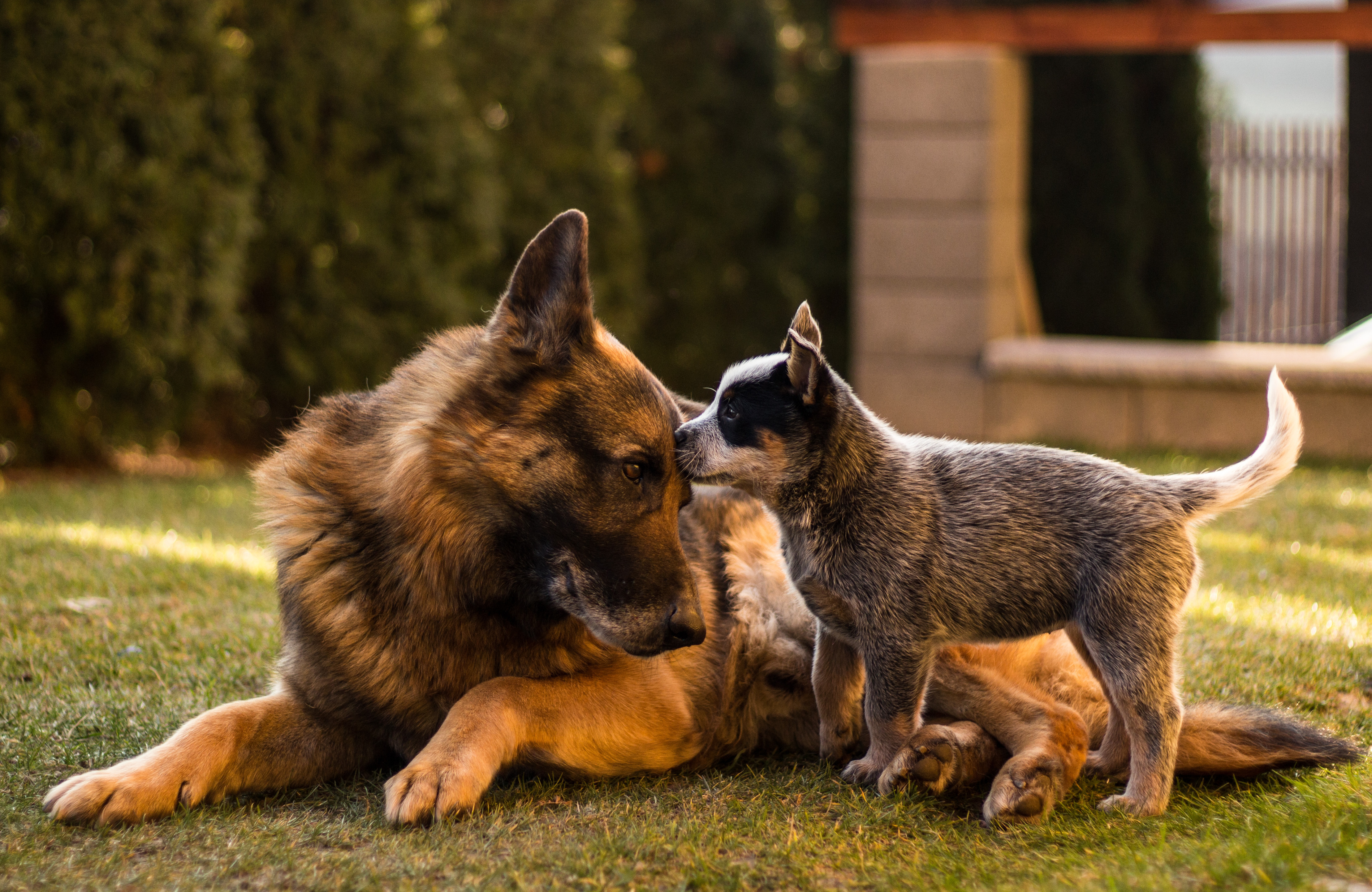 i0.wp.com_www.drjensdogblog.com_wp-content_uploads_2016_12_shutterstock_533782162.jpg