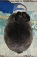 Zelda (steel sable agouti) Bart X Winter