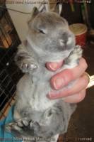 DCD regular sable agouti. 2 weeks old