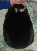 WildCard (black otter) Venus X Callebaut