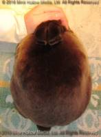 Zen (sable doe) Roloff's Bart X Moonstruck's Deirna