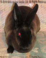 Zen (sable doe) Roloff's Bart X Moonstruck's Deirna