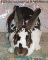 Lorazark/Mink Hollow's Xena (broken castor) Turin X Belle