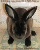 Zen (sable doe) Roloff's Bart X Moonstruck's Deirna