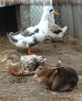 K.D. & Lydia spent the winter with a few (mostly retired) ducks, 2008