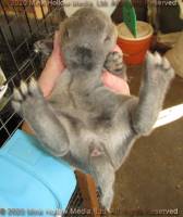 DCD Steel sable agouti. 2 weeks old