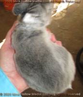 DCD Steel sable agouti. 2 weeks old