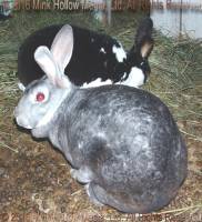 Kiana & Louise, 2004