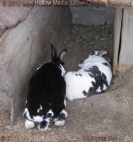 Pumpkin & Pebbles, 2011