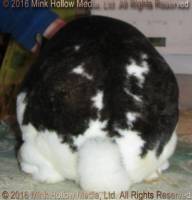 Lorazark/Mink Hollow's Xena (broken castor) Turin X Belle