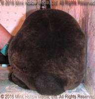 Zen (sable doe) Roloff's Bart X Moonstruck's Deirna