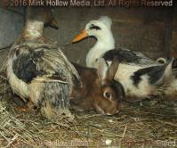 K.D. & Lydia spent the winter with a few (mostly retired) ducks, 2008