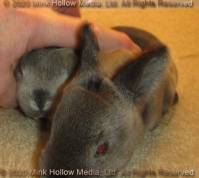 DCD Steel and regular sable agouti. 2 weeks old