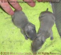 Steel agouti and normal sable