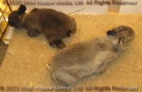 DCD Steel and regular sable agouti. 2 weeks old