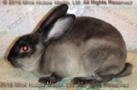 Zelda (steel sable agouti) Bart X Winter