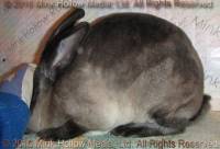 Zelda (steel sable agouti) Bart X Winter