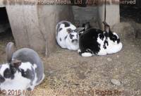 Pumpkin, Pebbles, Pikachu, & Psgetti, 2011