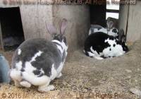 Pumpkin, Pebbles, Pikachu, & Psgetti, 2011