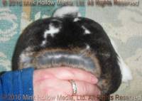 Lorazark/Mink Hollow's Xena (broken castor) Turin X Belle