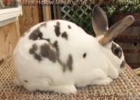 perdita-2016-08-20_16-58-35_wm.jpg