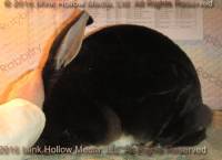 WildCard (black otter) Venus X Callebaut