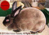 Roloff's Lisa (sable)