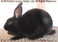 Zippy (black) Bart X Deirna