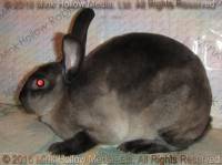 Zelda (steel sable agouti) Bart X Winter