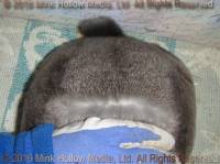 Zelda (sable) Bart X Winter