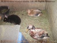 Ra, with retired ducks Ray (17) and Helen (14) 2014