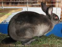 Zelda (sable) Bart X Winter