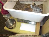 DCD regular sable agouti. 2 weeks old. A real porker!