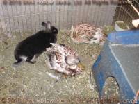 Ra, with retired ducks Ray (17) and Helen (14) 2014