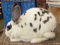 Lorazark Perdita (broken blue otter) Turin X Hyacinth