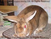 Ulysses (amber) Sherlock X Speedy