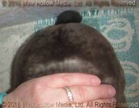 Zen (sable doe) Roloff's Bart X Moonstruck's Deirna