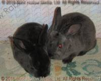 Steel agouti and 'regular' sable