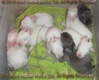 Steel sable agouti. and normal sable.